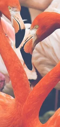 Orange Animal Bird Live Wallpaper