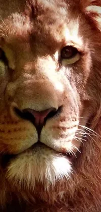 Transform your phone screen into the scene of the king of the jungle with this live wallpaper featuring an up-close shot of a majestic lion's face