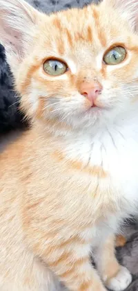 This charming phone live wallpaper showcases a close-up shot of an adorable, orange, male cat resting on a comfortable bed