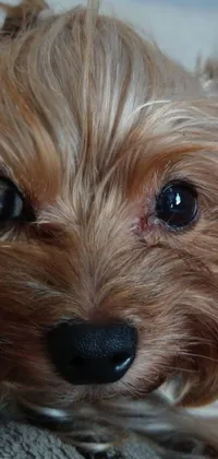 Get ready for cuteness overload with this phone live wallpaper! Watch as a small brown Yorkshire Terrier rests peacefully on top of a blanket