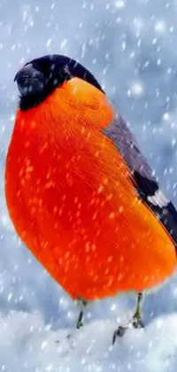 This phone live wallpaper showcases a vibrant red bird standing on a snowy surface, with snowflakes covering its legs and feet