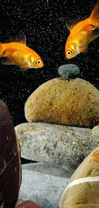 Orange Animal Reef Live Wallpaper