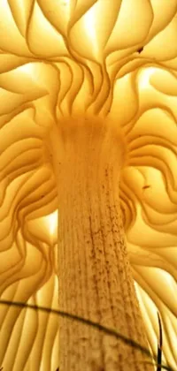 This live wallpaper showcases a close-up view of a mushroom's underside in an art nouveau style, featuring yellow artificial lighting and abstract claymation effects