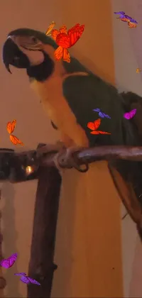This vibrant live wallpaper features a male jester parrot sitting atop a wooden perch with charming soft lights shining in the background