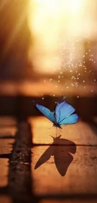 This blue butterfly phone live wallpaper depicts a serene scene of a delicate butterfly resting on a wooden floor