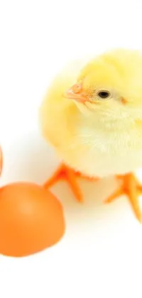 This amazingly cute phone wallpaper features an adorable yellow-orange chicken standing next to an egg, making it the perfect eye-catching background for your phone