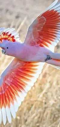 This stunning phone live wallpaper features a delightful bird in flight, backed by a background in pastel pink and orange hues