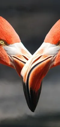 This live phone wallpaper showcases two flamingos forming a heart shape with their necks in a stunning image