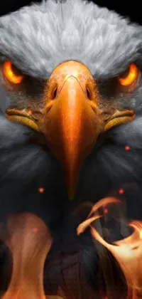 Orange Bird Light Live Wallpaper