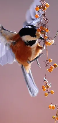 Orange Bird Macro Photography Live Wallpaper