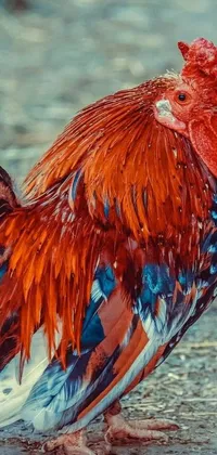 This stunning live wallpaper for your phone showcases a photorealistic close-up of a majestic rooster on the ground