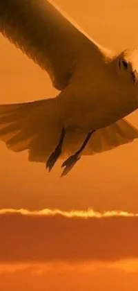 This live wallpaper showcases a stunning scene of a seagull flying against a beautiful sunset sky