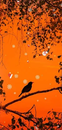 Orange Bird Sky Live Wallpaper