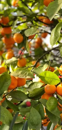 Orange Branch Fruit Live Wallpaper
