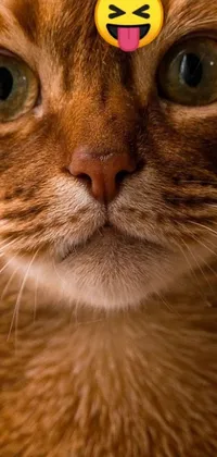 This phone live wallpaper features a close-up of a charming ginger cat with a square nose and a smiley face on its head