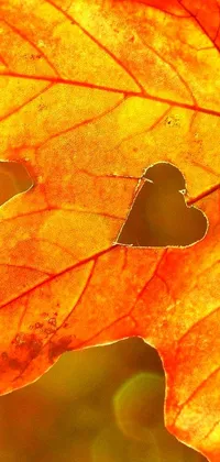 This phone wallpaper showcases a vibrant and detailed close-up of a leaf with a heart cutout at its center