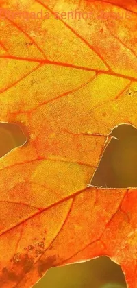 This magical live wallpaper showcases a green leaf with a perfectly cut hole, gently swaying on a radiant orange background