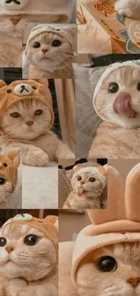Looking for a cute cat-themed live wallpaper for your phone? Check out this adorable collage of pictures featuring a feline wearing an adorable bunny hat! The charming artwork exudes warmth and humor, with multiple poses and moods captured in each image