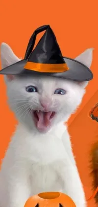 This phone live wallpaper features two cute cats wearing a witch hat, sitting next to each other on an orange and white background