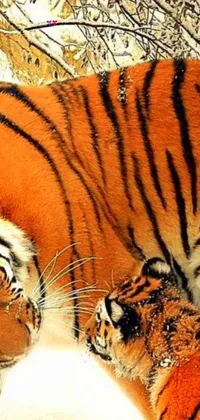 Enjoy a mesmerizing display of two tigers playing in the snow with this phone live wallpaper