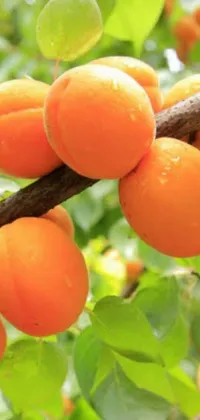 Orange Food Fruit Live Wallpaper