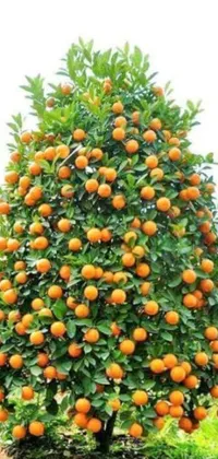 Orange Fruit Live Wallpaper