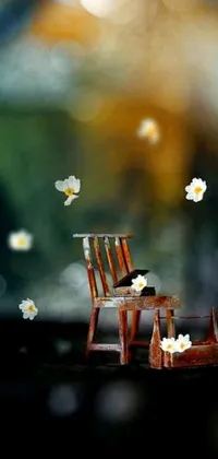 This phone live wallpaper features a wooden chair placed on a lush green field, surrounded by falling cherry blossom petals and miniature cosmos flowers