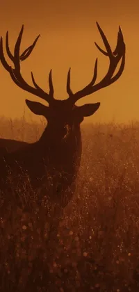 The perfect live wallpaper for nature lovers! Featuring a breathtaking image of a deer standing amid tall grass, capturing the essence of raw beauty in the animal kingdom