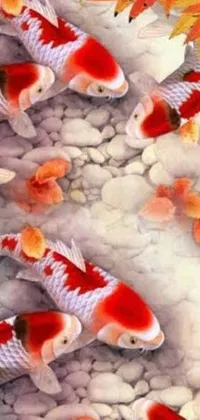 3d gold fish wallpaper