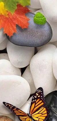 Get a serene autumnal atmosphere with the Butterfly on Rocks live wallpaper for your phone