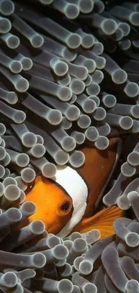 Decorate your phone screen with a lively and enchanting live wallpaper that showcases a playful clown fish hiding in the tentacles of a sea anemone