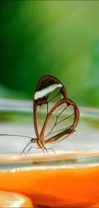 This live wallpaper showcases a beautiful butterfly resting on an orange slice