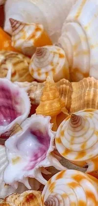 This phone live wallpaper features a beautiful pile of seashells with a warm blend of pink and orange tones