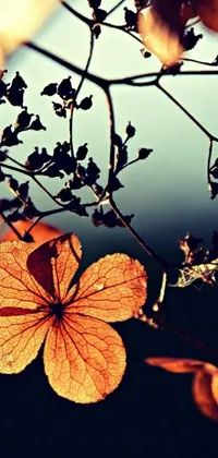 Orange Petal Leaf Live Wallpaper
