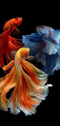 Looking for a unique and captivating live wallpaper for your phone? Look no further than this stunning depiction of two siam fighting fish! This wallpaper boasts a sleek black background that makes the vibrant colors of the fish's robes really pop