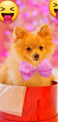 This smartphone live wallpaper features a charming pomeranian mix wearing a bow tie, sitting inside a box