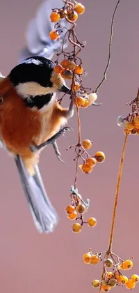 This live wallpaper for phones is a stunning depiction of a bird perched on a branch, with beautiful warm colors and red berries