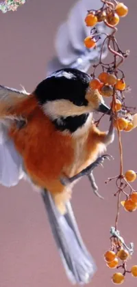 This live wallpaper features a breathtaking macro photograph of a bird perched on a fruit branch in an arabesque style