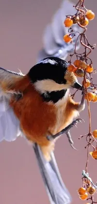 This live phone wallpaper features a stunning macro photograph of a bird with a detailed orange belly standing on a branch with berries