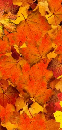 This phone live wallpaper features beautiful autumn maple leaves beautifully arranged on top of each other