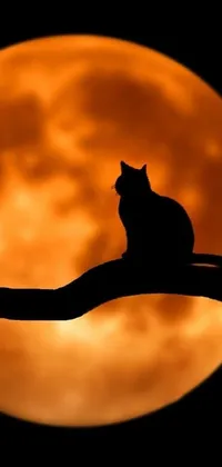 This mobile live wallpaper features a artistic blend of orange and black tones, showcasing a cat sitting on a branch in front of a full moon