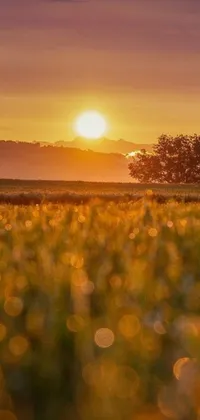 This live wallpaper features a serene field of green grass and a lone advancing tree set against a rising sun between two mountains, providing a tranquil and picturesque view