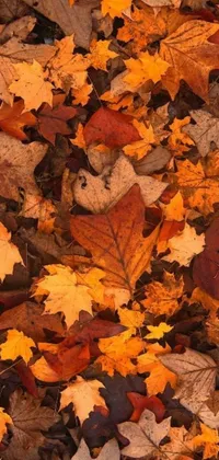 This live wallpaper features a stunning display of textured leaves in shades of orange, with a highly detailed 8k resolution that makes it look like you're staring at real leaves on the ground
