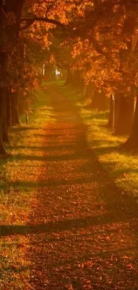 This phone live wallpaper features a serene autumn scene with golden sunlight filtering through the trees and leaves on the ground