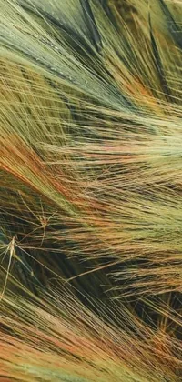 This live wallpaper for your phone showcases a striking macro photograph of a bunch of green and red hair, surrounded by vast wheat fields