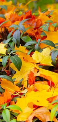 This phone live wallpaper depicts an exceptional design showcasing yellow and orange foliage set against lush green foliage