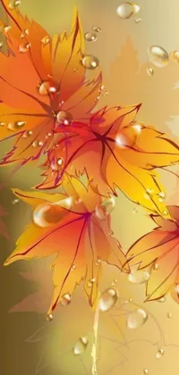 Orange Plant Leaf Live Wallpaper