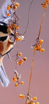 This stunning phone live wallpaper features a macro photograph of a bird perched on a berry-filled branch