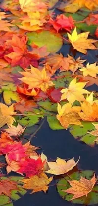 This live wallpaper features a collection of colorful and vibrant leaves that reflect the changing seasons