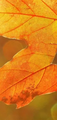 This phone live wallpaper showcases a stunning close-up of a leaf on a tree, enveloped in warm amber light